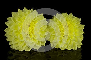 beautiful dahlia flowers isolated on a background