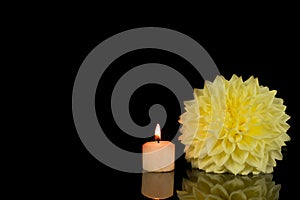 beautiful dahlia flowers isolated on a background