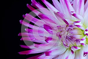 beautiful dahlia flowers isolated on a background