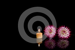 beautiful dahlia flowers isolated on a background