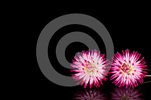 beautiful dahlia flowers isolated on a background