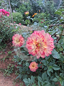 Beautiful Dahlia flowers with leaves