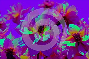 Beautiful dahlia flowers in neon light on a purple background