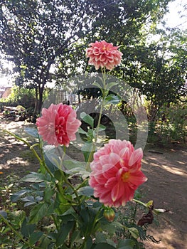 Beautiful Dahlia flowers in plant