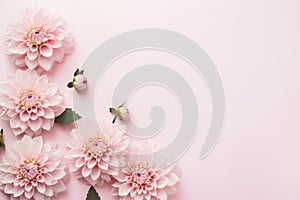 Beautiful Dahlia flowers on side of pastel pink background