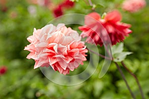 Beautiful dahlia flowers at summer garden