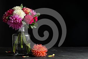 Beautiful dahlia flowers in vase on table against black background. Space for text