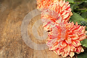 Beautiful dahlia flowers on wooden background, closeup. Space for text