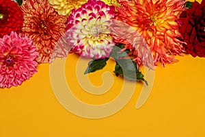 Beautiful dahlia flowers on yellow background, flat lay. Space for text