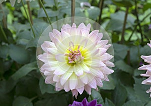 Beautiful dahlia in the garden.