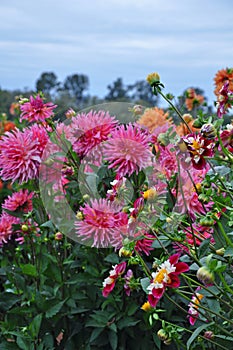 Beautiful dahlia garden and blue sky