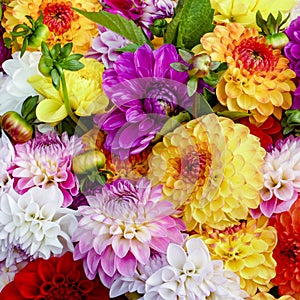 Beautiful Dahlia Mix Flowers Background. Closeup for Decoration or Romantic Gift