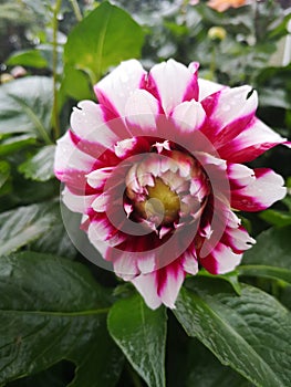 A beautiful Dahlia
