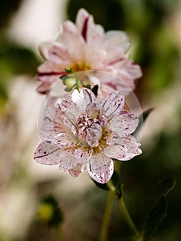 Beautiful dahlia outdoors in the garden