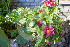 The beautiful Dahlia pinnata flower has bloomed