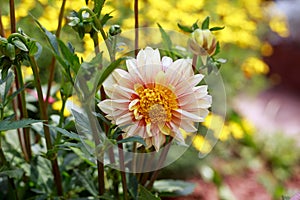 Beautiful Dahlia polka haze in summer garden park