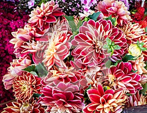 Beautiful Dahlia Red or Chrysanthemum Mix Bouquet for Autumn Decorations