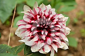 Beautiful dahlia red and white flower