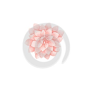 beautiful dahlia on a white background in watercolor