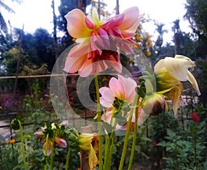 Beautiful dahlias flowers, beautiful dahlia image
