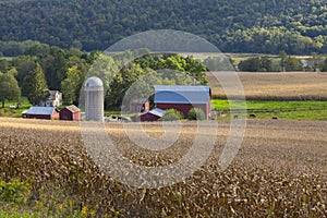 Beautiful dairy farm and cornfield