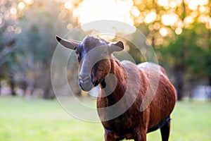 Beautiful dairy goat at sunset with no horns