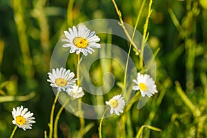 Beautiful daisies bloom in the field, close-up, focus