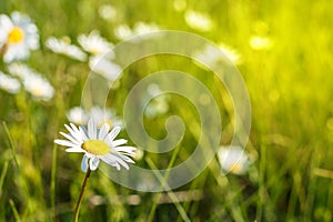 Beautiful daisies bloom in the field, close-up, focus