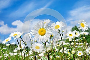 Beautiful daisies in the field