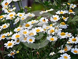 Beautiful daisies! photo