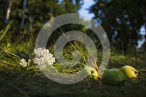 Beautiful daisies on grass