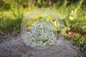 Beautiful daisies on grass