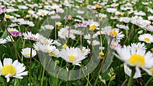 Beautiful daisies on the grass in summer; close-up of wild herbs