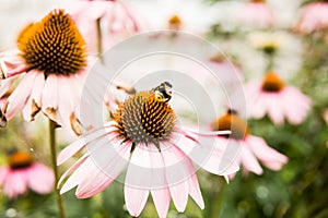 Beautiful daisies growing in the garden. Gardening concept, close-up. The flower is pollinated by a bumblebee.