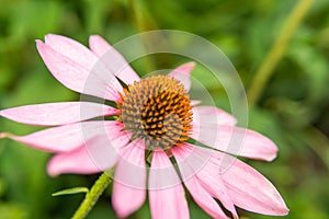 Beautiful daisies growing in the garden. Gardening concept, close-up. The flower is pollinated by a bumblebee.