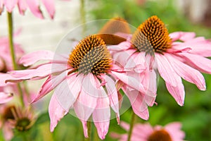 Beautiful daisies growing in the garden. Gardening concept, close-up. The flower is pollinated by a bumblebee.