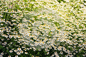 Beautiful Daisies in a Meadow. Spring Background and Natural Pattern