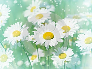 Beautiful daisies
