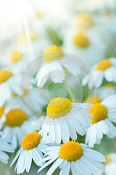 Beautiful daisies in the sun