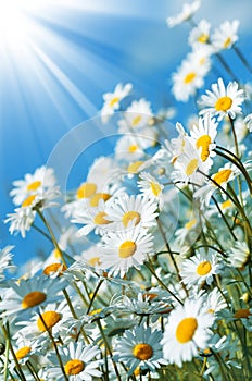Beautiful Daisies