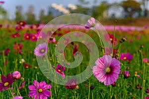 Beautiful daisy or Cosmos bipinnata Cav horizontal composition