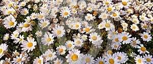 Beautiful daisy field in spring time