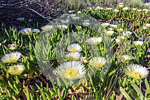 Beautiful Daisy Fleabane Blooming in the grass in San Diego. Seaside Fleabane or Seaside Daisy, Erigeron glaucus plant.