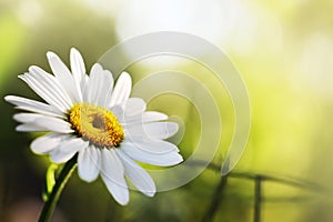 Beautiful daisy flower