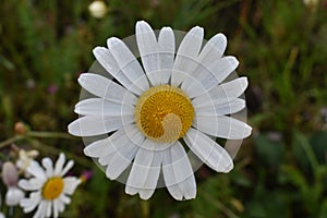 The beautiful daisy flower in the bloom