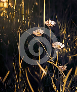 Beautiful daisy flower blossom on wild field in sunset light. Soft focus. Creative dark low key toned. Greeting card template.