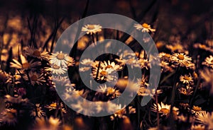 Beautiful daisy flower blossom on wild field in sunset light. Soft focus. Creative dark low key toned. Greeting card template.