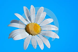 Beautiful daisy flower on blue background