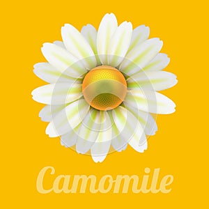 Beautiful daisy flower camomile.