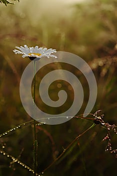 Daisy flower in droplets of dew early in the morning.